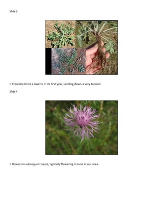 Slide 3




It typically forms a rosette in its first year, sending down a very taproot.

Slide 4




It flowers in subsequent years, typically flowering in June in our area.
 