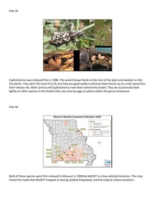 Slide 39


                              Root weevil:
                              Cyphocleonus
                              achates




Cyphocleonus was released first in 1988. The weevil larvae feeds on the root of the plant and weaken or kills
the plants. They don’t fly much if at all, but they are good walkers and have been found up to a mile away from
their release site. Both Larinus and Cyphocleonus have been extensively tested. They do occasionally feed
lightly on other species in the thistle tribe, but only lay eggs on plants within the genus Centaurea.




Slide 40




Both of these species were first released in Missouri in 2008 by MoDOT in a few selected locations. This map
shows the roads that MoDOT mapped as having spotted knapweed, and the original release locations.
 
