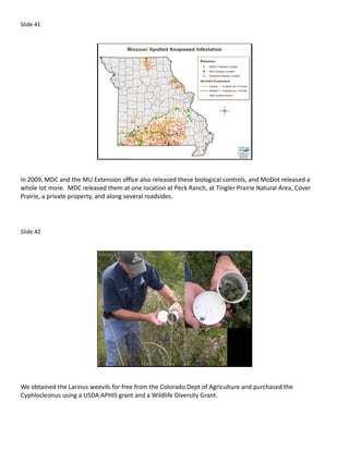 Slide 41




In 2009, MDC and the MU Extension office also released these biological controls, and MoDot released a
whole lot more. MDC released them at one location at Peck Ranch, at Tingler Prairie Natural Area, Cover
Prairie, a private property, and along several roadsides.




Slide 42




We obtained the Larinus weevils for free from the Colorado Dept of Agriculture and purchased the
Cyphlocleonus using a USDA APHIS grant and a Wildlife Diversity Grant.
 
