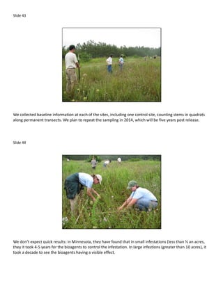 Slide 43




We collected baseline information at each of the sites, including one control site, counting stems in quadrats
along permanent transects. We plan to repeat the sampling in 2014, which will be five years post release.




Slide 44




We don’t expect quick results: in Minnesota, they have found that in small infestations (less than ½ an acres,
they it took 4-5 years for the bioagents to control the infestation. In large infestions (greater than 10 acres), it
took a decade to see the bioagents having a visible effect.
 