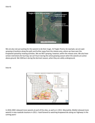 Slide 45


                             Tingler Prairie Natural Area       Knapweed biological
                                                                control study area




                                                                Knapweed spread
                                                                along trails by mowing




We are also not just waiting for the weevils to do their magic. At Tingler Prairie, for example, we are spot
spraying at locations along the path and further away from the release area, where we have seen the
knapweed spread by mowing activities. We are NOT spraying, however, within the release zone. We also have
certain restrictions for burning: we can’t burn during the active growing season when the weevils are active
above ground. We CAN burn during the dormant season, when they are safely underground.




Slide 46




In 2010, MDC released more weevils at each of the sites, as well as in 2011. Meanwhile, MoDot released more
weevils in new roadside locations in 2011. I look forward to watching knapweed die along our highways in the
coming years!
 
