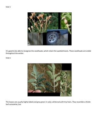 Slide 5




It’s good to be able to recognize the seedheads, which retain the spotted bracts. These seedheads are visible
throughout the winter.

Slide 6




The leaves are usually highly lobed and grey green in color, whitened with tiny hairs. They resemble a thistle
leaf somewhat, but
 