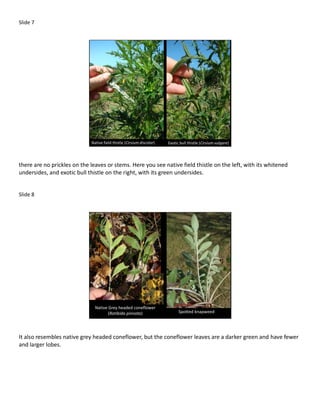 Slide 7




                             Native field thistle (Cirsium discolor)   Exotic bull thistle (Cirsium vulgare)




there are no prickles on the leaves or stems. Here you see native field thistle on the left, with its whitened
undersides, and exotic bull thistle on the right, with its green undersides.


Slide 8




                               Native Grey headed coneflower
                                      (Ratibida pinnata)                     Spotted knapweed




It also resembles native grey headed coneflower, but the coneflower leaves are a darker green and have fewer
and larger lobes.
 