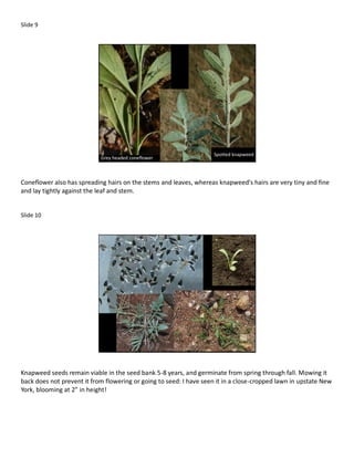 Slide 9




                                                                    Spotted knapweed
                            Grey headed coneflower



Coneflower also has spreading hairs on the stems and leaves, whereas knapweed’s hairs are very tiny and fine
and lay tightly against the leaf and stem.


Slide 10




Knapweed seeds remain viable in the seed bank 5-8 years, and germinate from spring through fall. Mowing it
back does not prevent it from flowering or going to seed: I have seen it in a close-cropped lawn in upstate New
York, blooming at 2” in height!
 