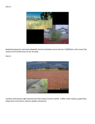 Slide 11




Spotted knapweed is extremely adaptable, found at elevations up to and over 10,000 feet, and in areas that
receive from 8 to 80 inches of rain annually.

Slide 12




It prefers well-drained, light-textured soils that receive summer rainfall. In MO, it likes roadcuts, gravel bars
along rivers and streams, pastures, glades and prairies.
 