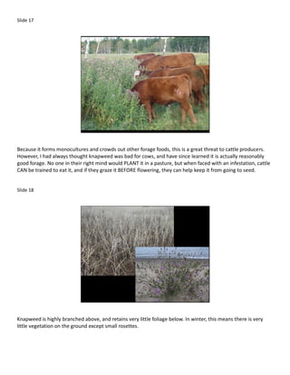 Slide 17




Because it forms monocultures and crowds out other forage foods, this is a great threat to cattle producers.
However, I had always thought knapweed was bad for cows, and have since learned it is actually reasonably
good forage. No one in their right mind would PLANT it in a pasture, but when faced with an infestation, cattle
CAN be trained to eat it, and if they graze it BEFORE flowering, they can help keep it from going to seed.


Slide 18




Knapweed is highly branched above, and retains very little foliage below. In winter, this means there is very
little vegetation on the ground except small rosettes.
 