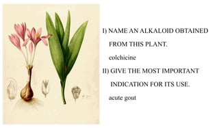 I) NAME AN ALKALOID OBTAINED
FROM THIS PLANT.
colchicine
II) GIVE THE MOST IMPORTANT
INDICATION FOR ITS USE.
acute gout
 