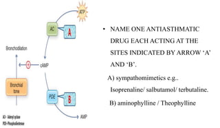 • NAME ONE ANTIASTHMATIC
DRUG EACH ACTING AT THE
SITES INDICATED BY ARROW ‘A’
AND ‘B’.
A) sympathomimetics e.g..
Isoprenal...