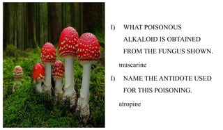 I) WHAT POISONOUS
ALKALOID IS OBTAINED
FROM THE FUNGUS SHOWN.
muscarine
I) NAME THE ANTIDOTE USED
FOR THIS POISONING.
atro...