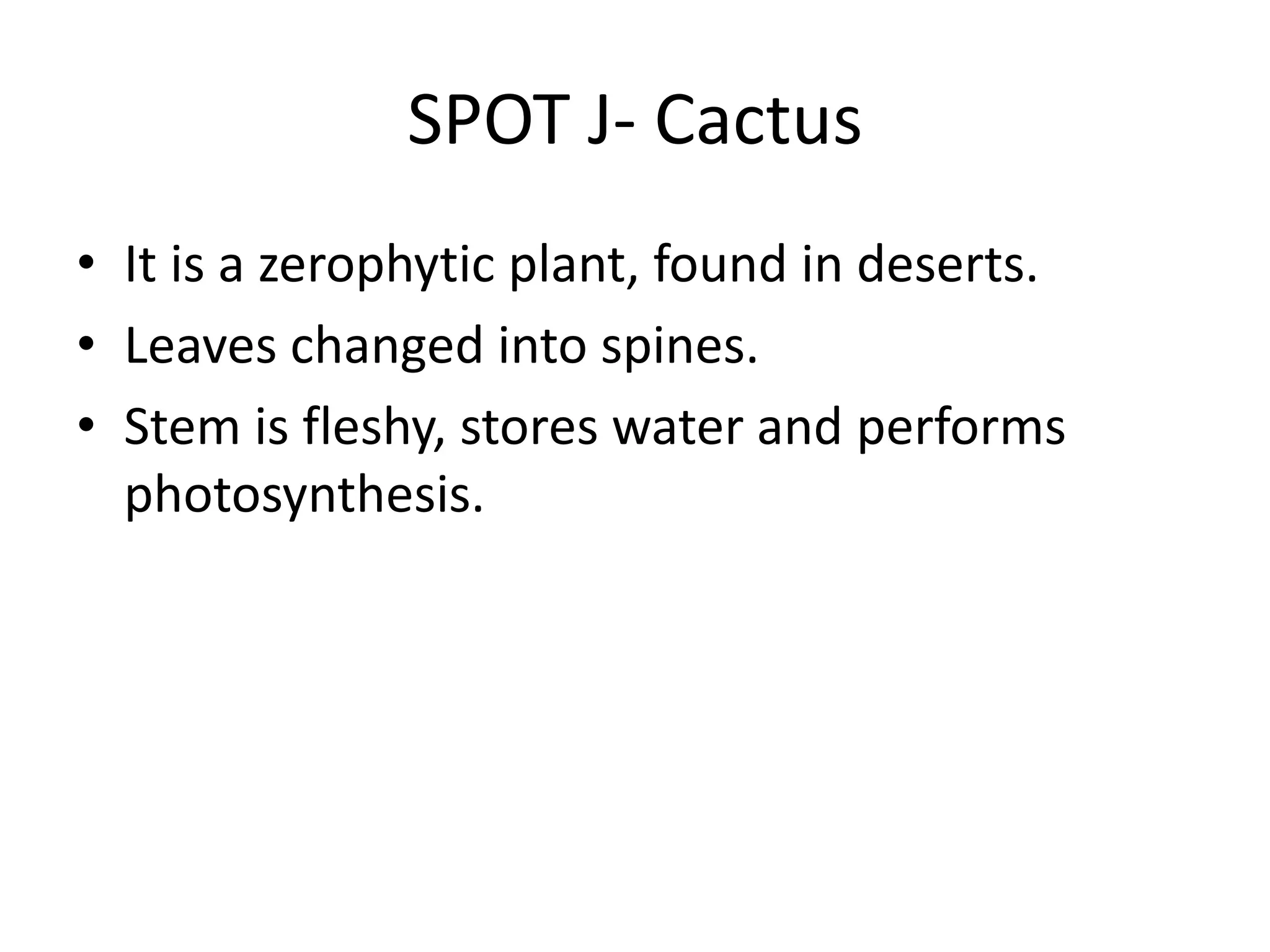 SPOT J- Cactus
• It is a zerophytic plant, found in deserts.
• Leaves changed into spines.
• Stem is fleshy, stores water and performs
photosynthesis.
 