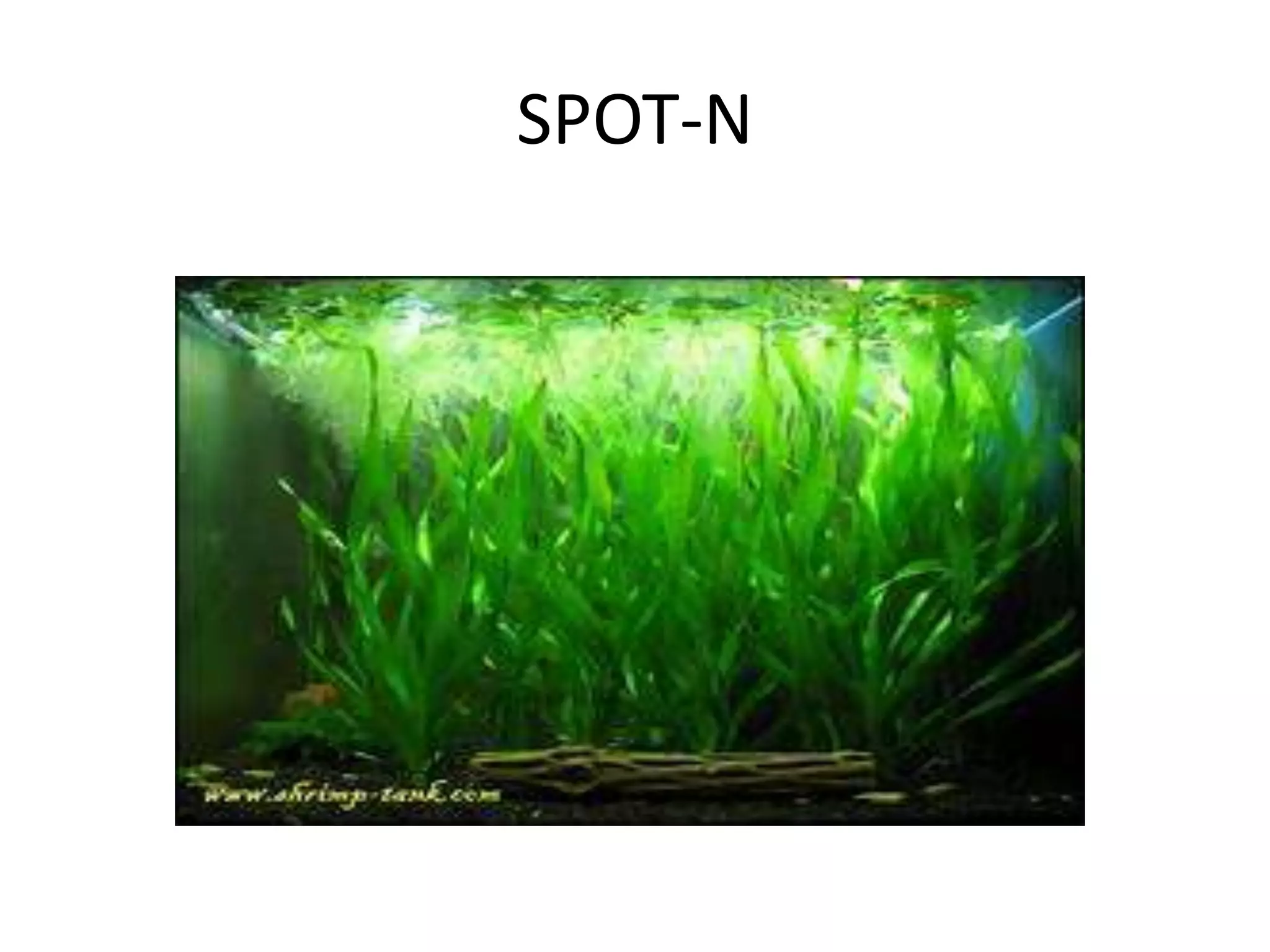 SPOT-N
 