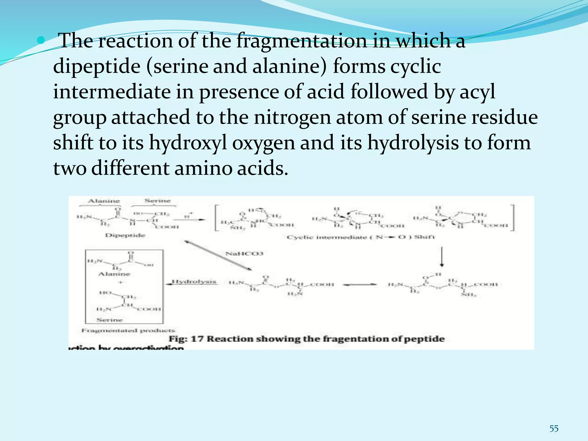  The reaction of the fragmentation in which a
dipeptide (serine and alanine) forms cyclic
intermediate in presence of acid followed by acyl
group attached to the nitrogen atom of serine residue
shift to its hydroxyl oxygen and its hydrolysis to form
two different amino acids.
55
 