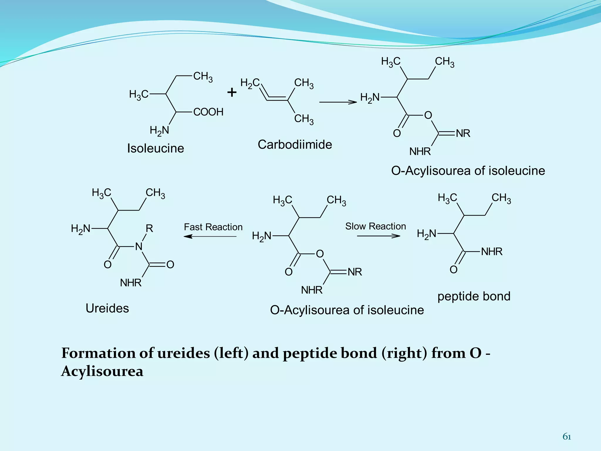 CH3
CH3
NH2
COOH
+
CH3
CH2 CH3
CH3
NH2
O
O
CH3
NHR
NR
Isoleucine Carbodiimide
O-Acylisourea of isoleucine
CH3
NH2
O
O
CH3
NHR
NR
CH3
NH2
O
N
CH3
NHR
O
R
CH3
NH2
O
NHR
CH3
Ureides O-Acylisourea of isoleucine
peptide bond
Fast Reaction Slow Reaction
61
Formation of ureides (left) and peptide bond (right) from O -
Acylisourea
 