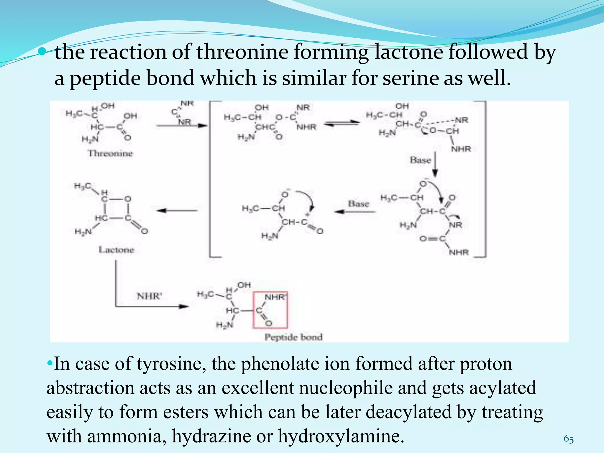  the reaction of threonine forming lactone followed by
a peptide bond which is similar for serine as well.
65
•In case of tyrosine, the phenolate ion formed after proton
abstraction acts as an excellent nucleophile and gets acylated
easily to form esters which can be later deacylated by treating
with ammonia, hydrazine or hydroxylamine.
 