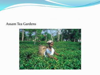 Assam Tea Gardens
 
