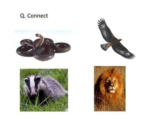 Q. Connect 