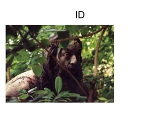 ID ID 