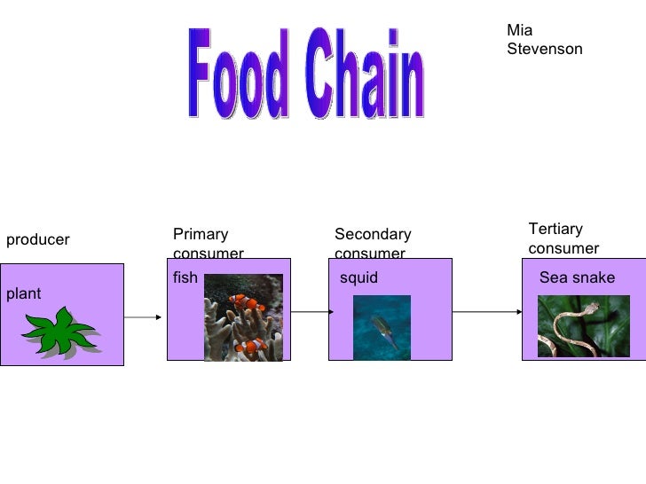 Coyote Food Chain Pictures Coyote Food Chain Pictures