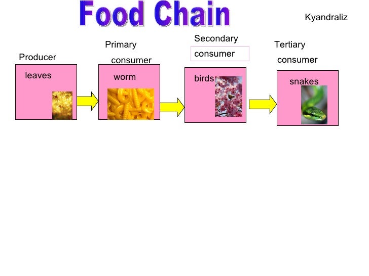 Spradley Food Chain