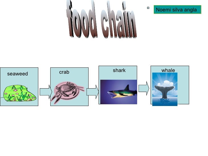 Featured image of post Steps to Prepare Crab Food Chain