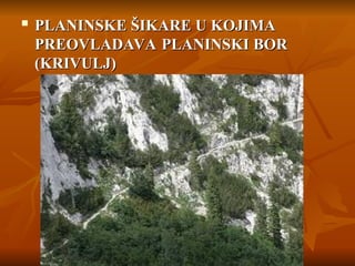 
PLANINSKE ŠIKARE U KOJIMA
PLANINSKE ŠIKARE U KOJIMA
PREOVLADAVA PLANINSKI BOR
PREOVLADAVA PLANINSKI BOR
(KRIVULJ)
(KRIVULJ)
 