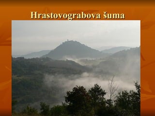 Hrastovograbova šuma
Hrastovograbova šuma
 