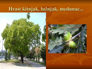 Hrast kitnjak, lužnjak, medunac...
Hrast kitnjak, lužnjak, medunac...
 