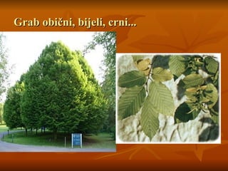 Grab obični, bijeli, crni...
Grab obični, bijeli, crni...
 
