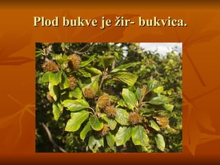 Plod bukve je žir- bukvica.
Plod bukve je žir- bukvica.
 