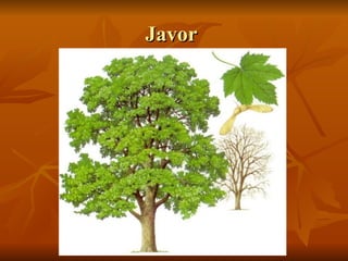 Javor
Javor
 