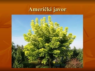 Američki javor
Američki javor
 