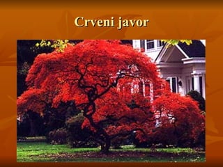 Crveni javor
Crveni javor
 