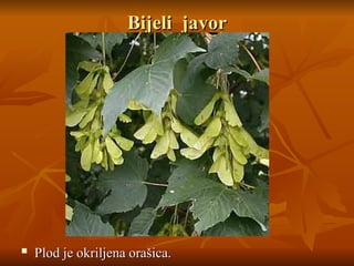 Bijeli javor
Bijeli javor
 Plod je okriljena orašica.
Plod je okriljena orašica.
 