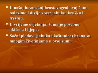 
U našoj bosanskoj hrastovograbovoj šumi
U našoj bosanskoj hrastovograbovoj šumi
nalazimo i divlje voće: jabuku, krušku i
nalazimo i divlje voće: jabuku, krušku i
trešnju.
trešnju.
 U vrijeme cvjetanja, šuma je posebno
U vrijeme cvjetanja, šuma je posebno
okićena i lijepa.
okićena i lijepa.

Sočni plodovi (jabuka i koštunica) hrana su
Sočni plodovi (jabuka i koštunica) hrana su
mnogim životinjama u ovoj šumi.
mnogim životinjama u ovoj šumi.
 