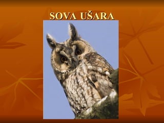 SOVA UŠARA
SOVA UŠARA
 