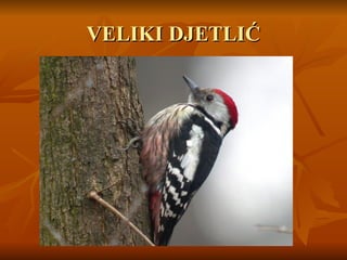 VELIKI DJETLIĆ
VELIKI DJETLIĆ
 