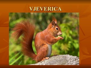 VJEVERICA
VJEVERICA
 