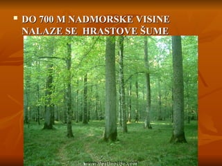  DO 700 M NADMORSKE VISINE
DO 700 M NADMORSKE VISINE
NALAZE SE HRASTOVE ŠUME
NALAZE SE HRASTOVE ŠUME
 