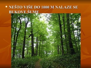 
NEŠTO VIŠE DO 1000 M NALAZE SE
NEŠTO VIŠE DO 1000 M NALAZE SE
BUKOVE ŠUME
BUKOVE ŠUME
 