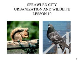 SPRAWLED CITY
URBANIZATION AND WILDLIFE
LESSON 10
1
 