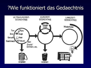 Wie funktioniert das Gedaechtnis? 