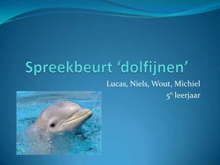 Spreekbeurt ‘dolfijnen’	 Lucas, Niels, Wout, Michiel 5° leerjaar 