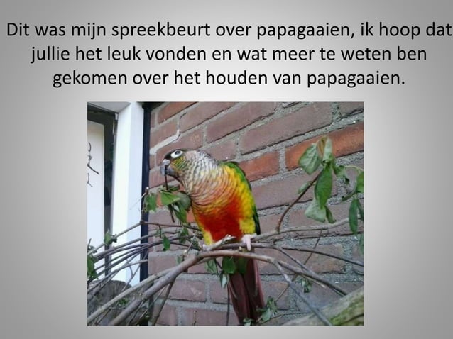 Spreekbeurt papegaaien door Pieter van der Vliet [ingezonden] | PPTX