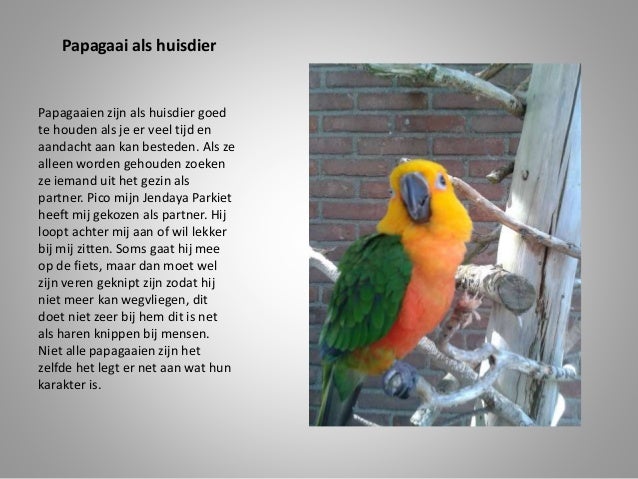Spreekbeurt papegaaien door Pieter van der Vliet [ingezonden]