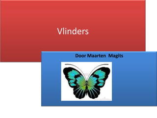 Vlinders
Door Maarten Magits
 