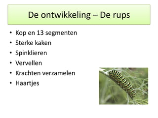 Powerpoint over Vlinders (spreekbeurt) [ingezonden] | PPTX