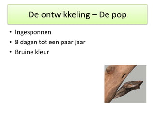 Powerpoint over Vlinders (spreekbeurt) [ingezonden] | PPTX