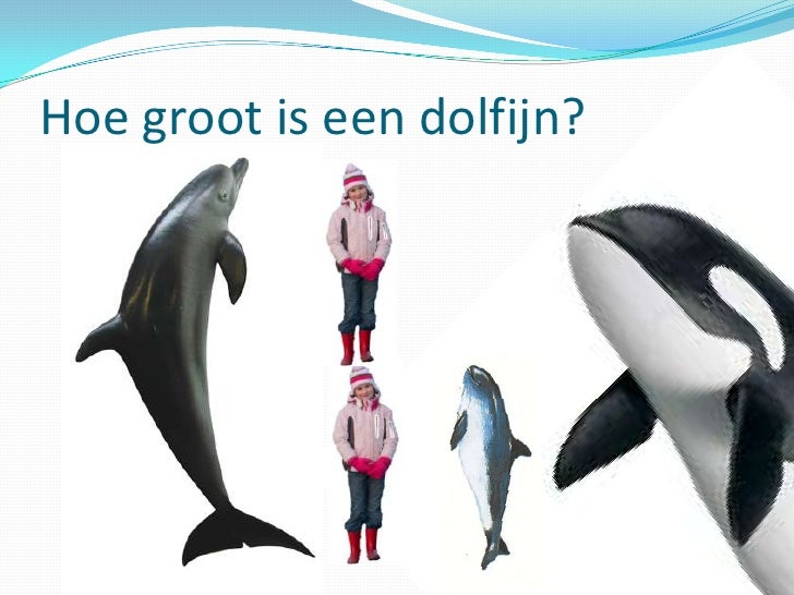 Spreekbeurt Dolfijn 2010
