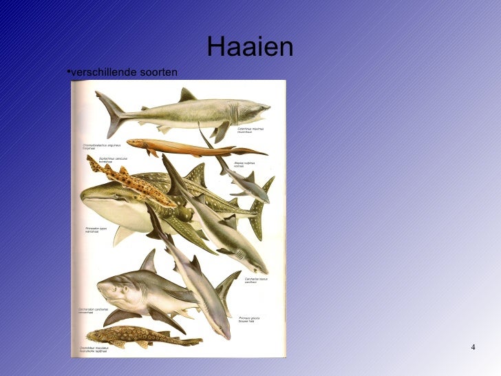 Spreekbeurt haaien Spreekbeurt haaien