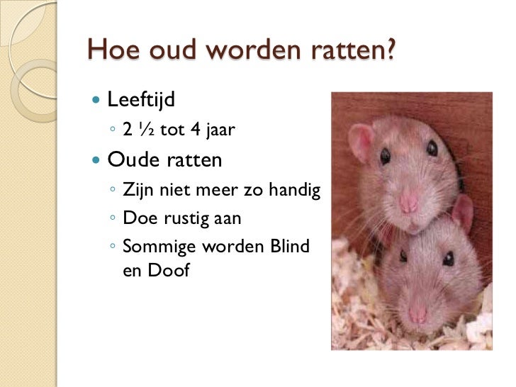 Spreekbeurt lisa 27 juni 2011 ratten